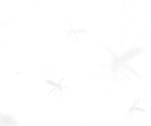 Salta sin Dengue muni 15-12-2025 1a1